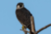 Picture of Peregrine Falcon2｜Yellow strong legs.