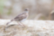 Picture of Eurasian skylark2｜Whole body is brown.