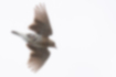 Picture of Eurasian skylark3｜Hover with a quick flap.