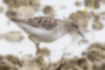 Picture of Long-toed Stint1｜Top surface is brown.