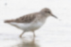 Picture of Long-toed Stint3｜Walking in shallow paddy fields.