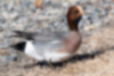 Picture of Eurasian Wigeon1｜The male has a dark brown head.