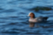 Picture of Eurasian Wigeon2｜Floating on the sea.
