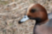 Picture of Eurasian Wigeon3｜It has a cream color vertically from the top of the head.