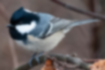 Picture of Coal tit1｜Black feathers on the chest.