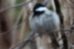 Picture of Coal tit2｜The belly is white.