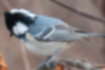 Picture of Coal tit3｜There is also a white line on the back of the head.
