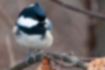 Picture of Coal tit4｜A short crest stands up.