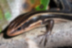 Picture of Far Eastern Skink1｜Juvenile with vertical stripes running down the back.