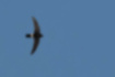 Picture of House Swift1｜Long wings.