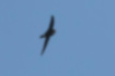 Picture of House Swift3｜The throat is also white.