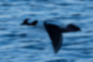 ヒメハジロの写真4｜飛ぶと翼が黒く見えます。