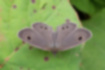 Picture of Ypthima argus4｜The ground color is plain brown.