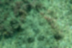 ヒラメの写真2｜黒褐色の大きな斑点と、白い小さい斑点があります。