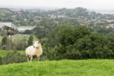 Picture of Sheep1｜Sheep from Auckland, New Zealand.