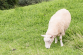 Picture of Sheep2｜There are many on the side of the road.