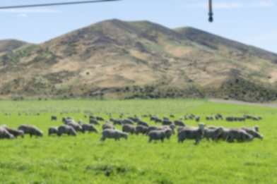 Picture of Sheep3｜Sheep all the way to the foot of a distant mountain.