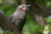 Picture of Brown-eared Bulbul1｜Gray body with brown cheeks.