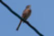 Picture of Meadow Bunting2｜When he sings, he looks up diagonally and sticks out his chest.