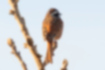 Picture of Meadow Bunting3｜Back view of male in early spring.