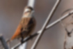 Picture of Meadow Bunting6｜If you don't look at his face, you might mistake him for a sparrow.