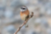 Picture of Meadow Bunting7｜Perched on a diagonal branch.