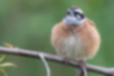 Picture of Meadow Bunting8｜It was curled up.