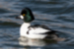 Picture of Common Goldeneye1｜White spots on cheeks are characteristic.