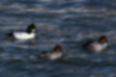 Picture of Common Goldeneye2｜Moved in groups.