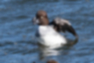 Picture of Common Goldeneye4｜It's a young bird.