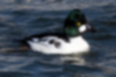 Picture of Common Goldeneye5｜Males have a sharp contrast between white and black.