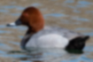 Picture of Common pochard1｜The head is bright reddish brown.