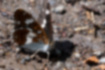 イチモンジチョウの写真2｜裏面は明るい色をしています。