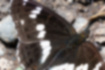 イチモンジチョウの写真3｜付け根あたりの白い紋は滲んで見えます。