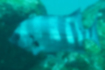 Picture of Striped beakfish2｜Males have obscure markings.