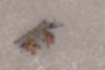 イソガニの写真2｜甲羅と脚には黄色い斑模様が入っています。