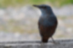 Picture of Blue Rock Thrush11｜It's a little thin male.