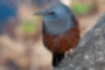 Picture of Blue Rock Thrush7｜It is a male along the Yudono River in Hachioji City.
