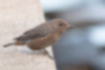 Picture of Blue Rock Thrush9｜This is a female that lived in the Miura Peninsula.