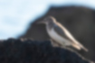 Picture of Common Sandpiper2｜The eye line is running.