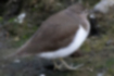 Picture of Common Sandpiper4｜Dozing off on the river bank.