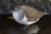 Picture of Common Sandpiper5｜Has a white eye ring.