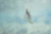 Picture of Palaemon pacificus4｜Long antennae.