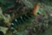 イワアナコケギンポの写真1｜白い横帯が走ります。