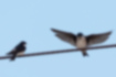 Picture of Asian House Martin1｜Perched on a power line in the morning.