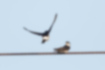 Picture of Asian House Martin3｜A pair.