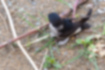 Picture of Asian House Martin4｜The white hair on her legs is cute.
