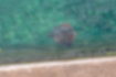 Picture of Dasyatis izuensis1｜Swimming along the breakwater.