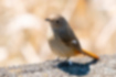Picture of Daurian Redstart1｜A pale brown female.