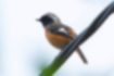 Picture of Daurian Redstart6｜Looking at the river from the power line.